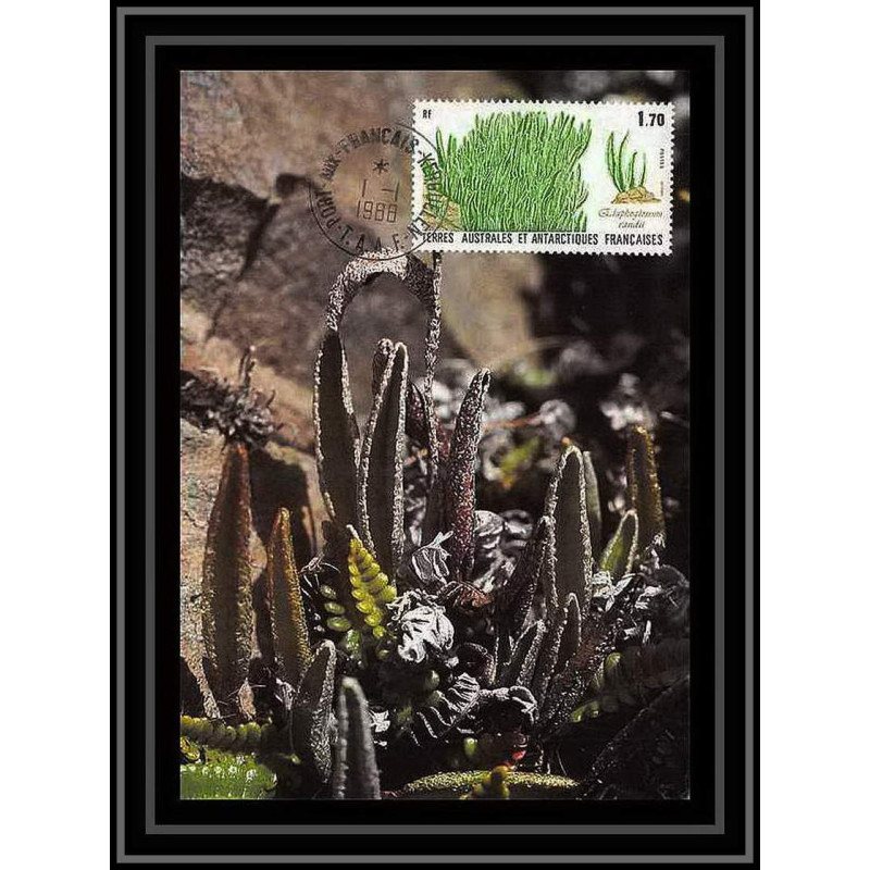1235 TAAF Antarctic terres australes carte maximum 131 fleurs plante TAAF Antarctic terres australes Lettre maximum