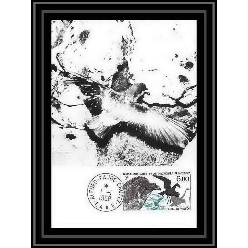 1239 TAAF Antarctic terres australes carte maximum 132 petrel oiseaux (birds) TAAF Antarctic terres australes