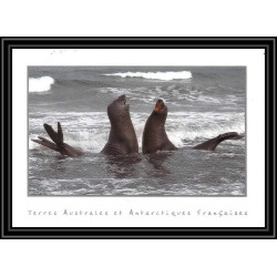 2792 ANTARCTIC terres australes (taaf)-carte postale Dufresne 2 Signé signed op 2008/1 crozet N° 509 2008 sea elephant