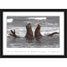 2792 ANTARCTIC terres australes (taaf)-carte postale Dufresne 2 Signé signed op 2008/1 crozet N° 509 2008 sea elephant