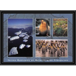 2800 sea elephant terres australes (taaf)-carte postale Dufresne 2 Signé signed op 2008/3 crozet N°511 8/11/2008