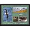 2802 sea elephant terres australes (taaf)-carte postale Dufresne 2 Signé signed op 2008/3 st paul N°510 21/11/2008