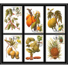 5851 Carte maximum card s tome e principe mi N°744/749 fruits fruts 1981 ananas café cacao mangue fdc coffee