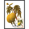 5851 Carte maximum card s tome e principe mi N°744/749 fruits fruts 1981 ananas café cacao mangue fdc coffee