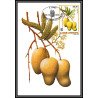 5851 Carte maximum card s tome e principe mi N°744/749 fruits fruts 1981 ananas café cacao mangue fdc coffee