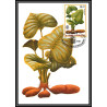5851 Carte maximum card s tome e principe mi N°744/749 fruits fruts 1981 ananas café cacao mangue fdc coffee