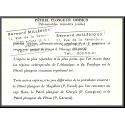 Nouvelle-Zélande (new zeland) - Carte maximum card (maximum card - 1837 oiseaux (bird birds oiseau) PETREL PLONGEUR