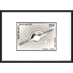 2806 N°519 coquillage shell 1973 volva volva Epreuve photo noir et blanc proof madagascar