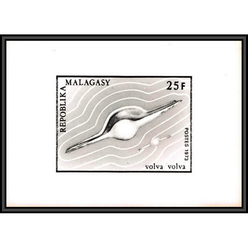 2806 N°519 coquillage shell 1973 volva volva Epreuve photo noir et blanc proof madagascar