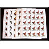 653c Sharjah - MNH ** Mi N° 1036 / 1040 A oiseaux (bird birds oiseau) grouse pigeon bittern sparrow feuilles sheets
