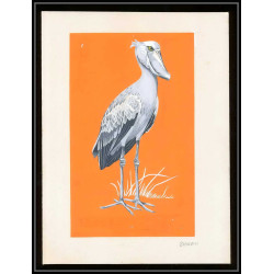 3045 ajman N°398 Bec-en-sabot oiseaux birds shoebill Maquette d'artiste original artist work signed Froehlich 1969