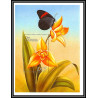 80756 gambia gambie YT N°428 TB neuf ** MNH papillons butterflies Schmetterlinge 1999 Orchidées ORCHIDS