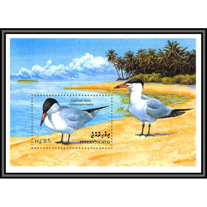 80869 maldives y&t N°269 caspian tern Sterne caspienne oiseaux birds bird 1993 TB neuf ** MNH 