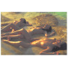 17277 Carte postale érotique nus érotic postard nude see voir desciption 