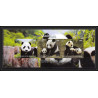 2074/ djibouti Bf ours bear bears panda neuf ** MNH Non dentelé imperf